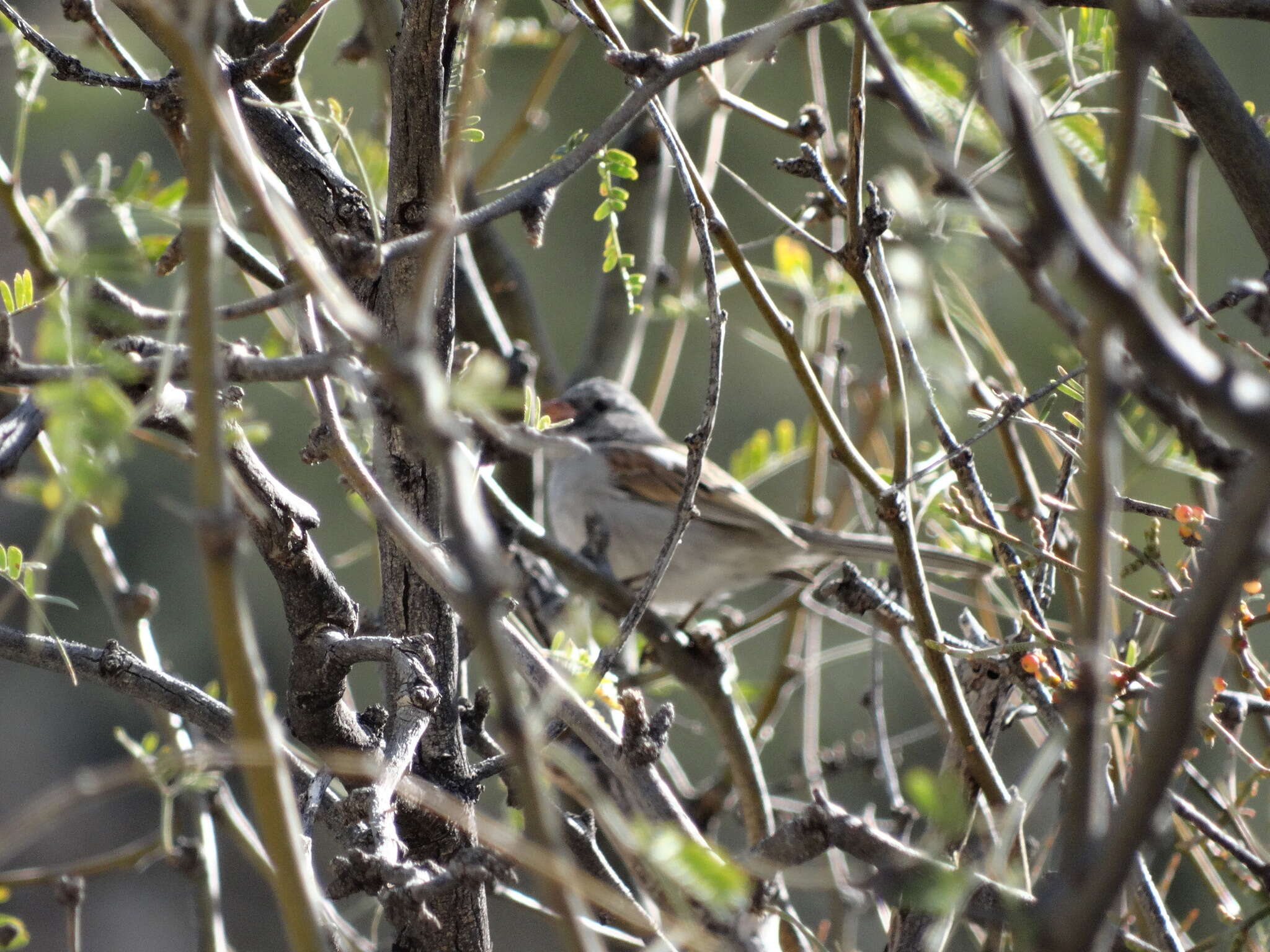 Image of Black-chinned Sparrow