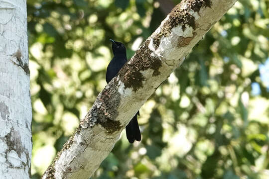 Image of Black Cicadabird