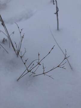 Слика од Juncus pelocarpus E. Mey.