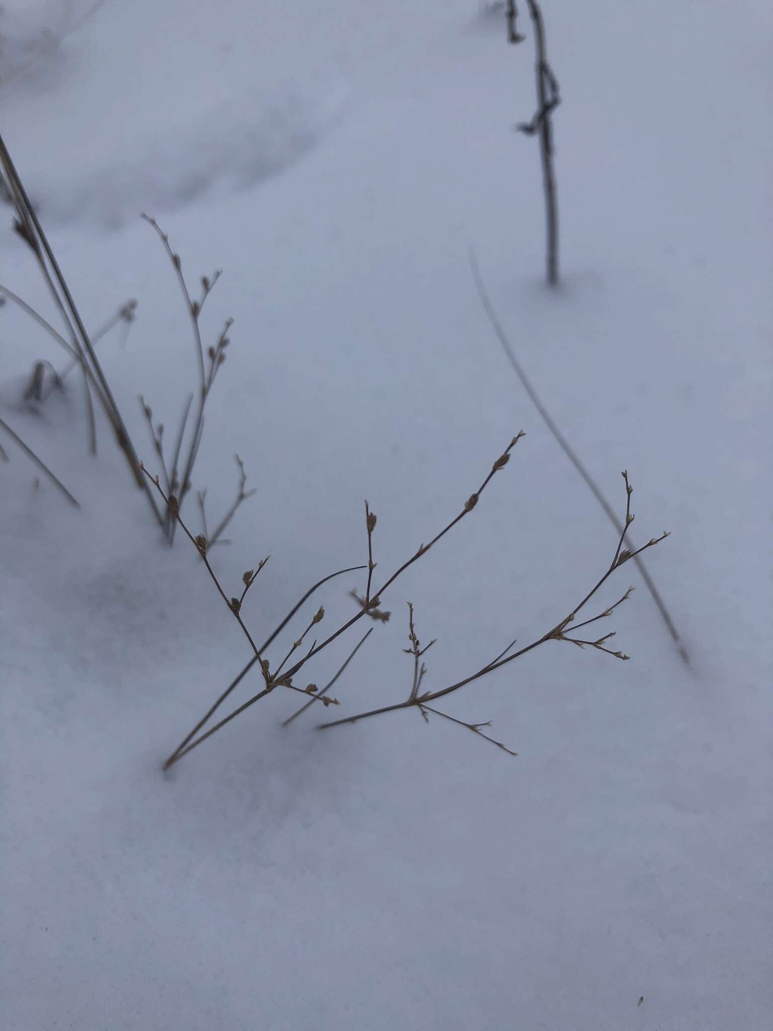 Juncus pelocarpus E. Mey.的圖片