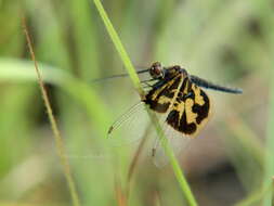 Image of Rhyothemis mariposa Ris 1913