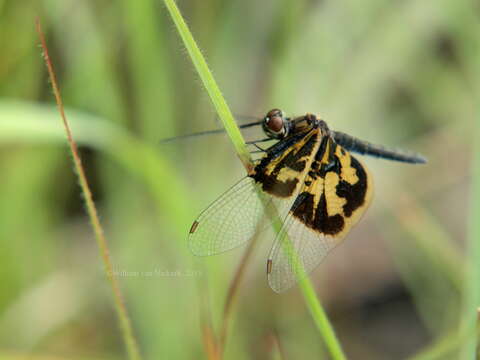 Image of Rhyothemis mariposa Ris 1913