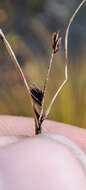 Image of Russet sedge