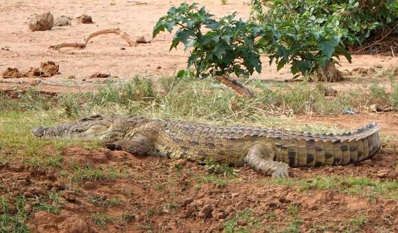 Image of Crocodylus niloticus africanus Laurenti 1768