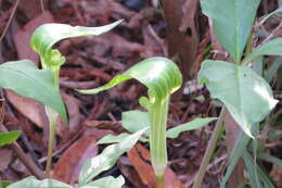 Слика од Arisaema triphyllum (L.) Schott