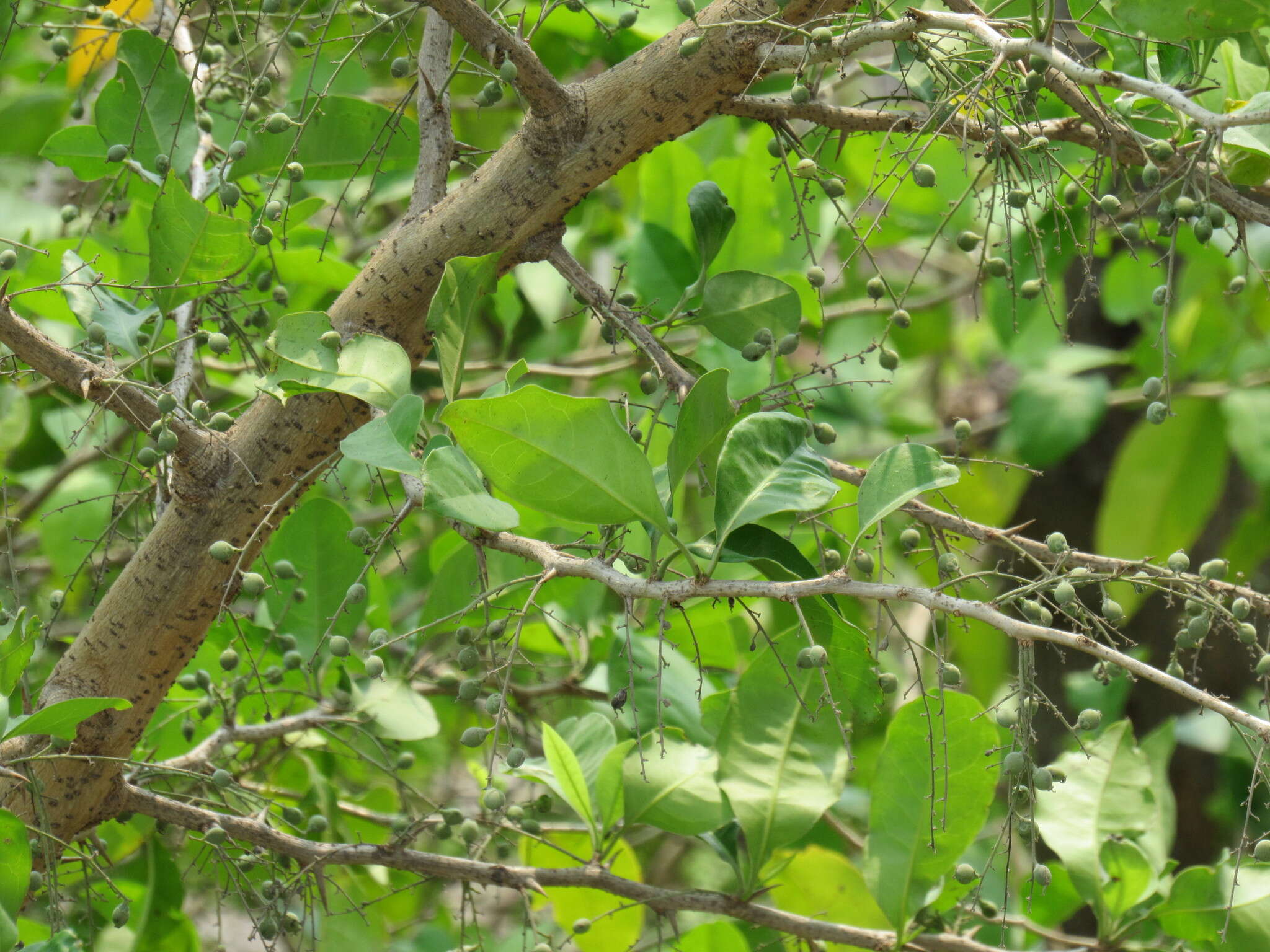 Image of Achatocarpus nigricans Triana