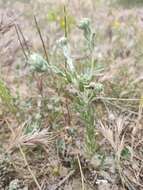 Image of broad-leaved cutweed