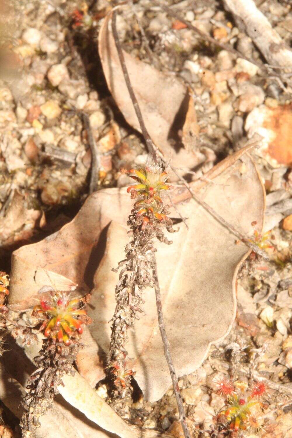 Imagem de Drosera lasiantha Lowrie & Carlquist