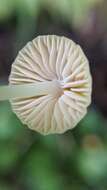 Sivun Atheniella aurantiidisca (Murrill) Redhead, Moncalvo, Vilgalys, Desjardin & B. A. Perry 2012 kuva