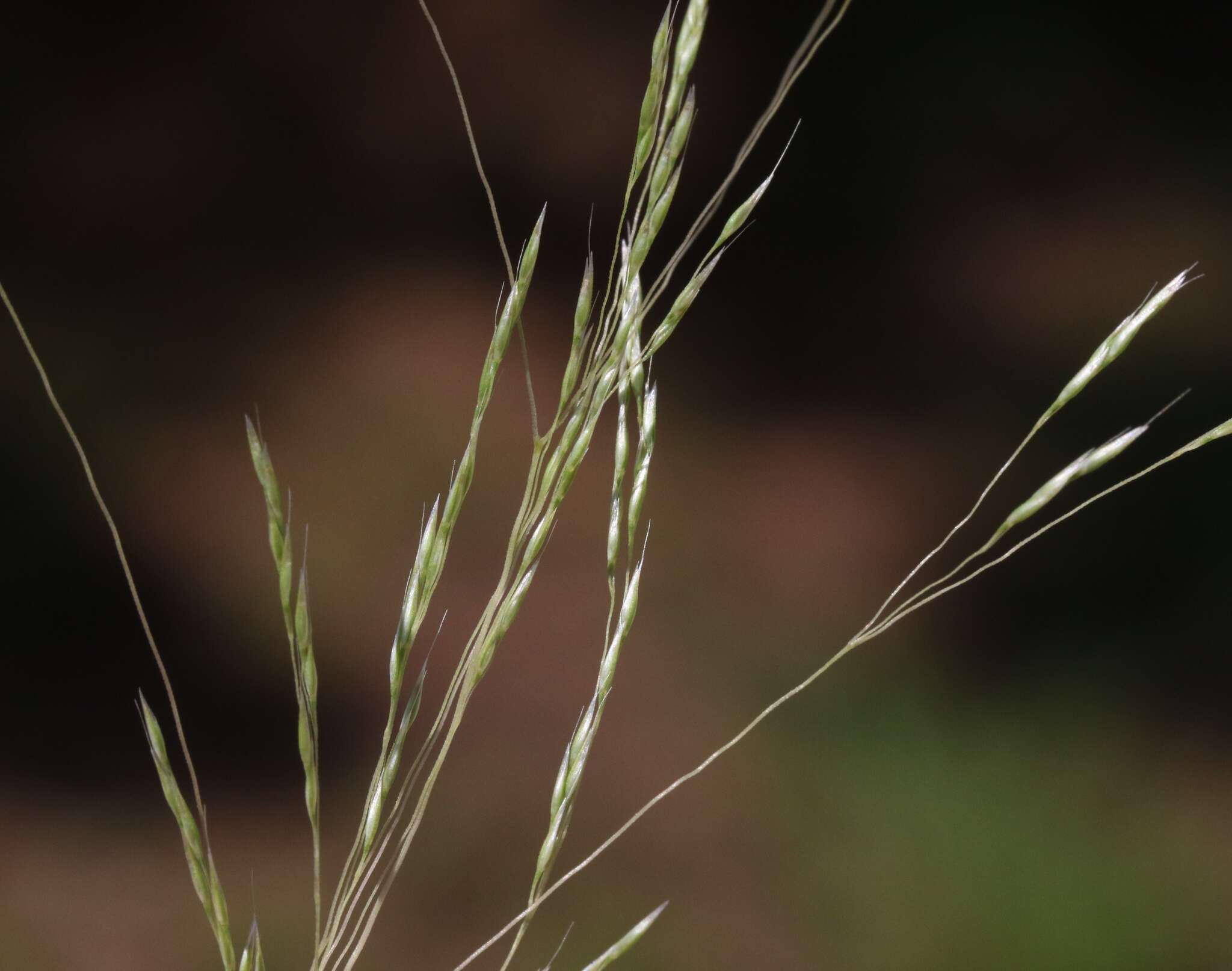 Image of annual hairgrass