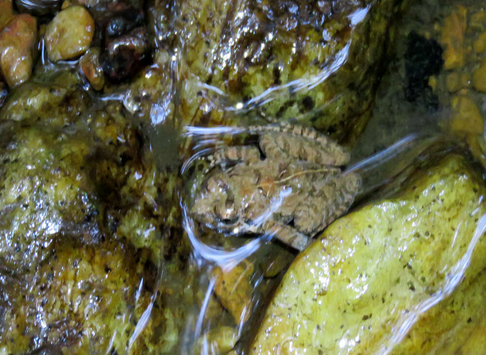 Image of Malabar Wart Frog