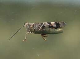 Image of Three-banded Grasshopper