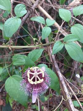 Image of Passiflora smithii Killip