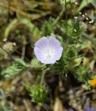 Слика од Malva hispanica L.