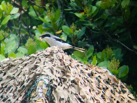 Image of San Clemente loggerhead shrike