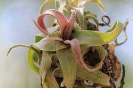 Image of Tillandsia streptophylla Scheidw.