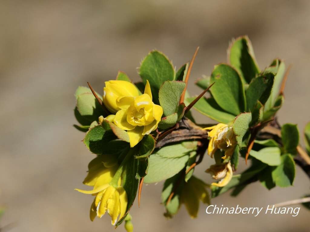 Imagem de Berberis morrisonensis Hayata