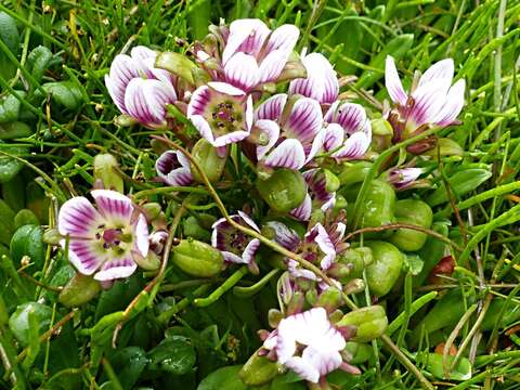 Image of Gentianella cerina (Hook. fil.) T. N. Ho & S. W. Liu