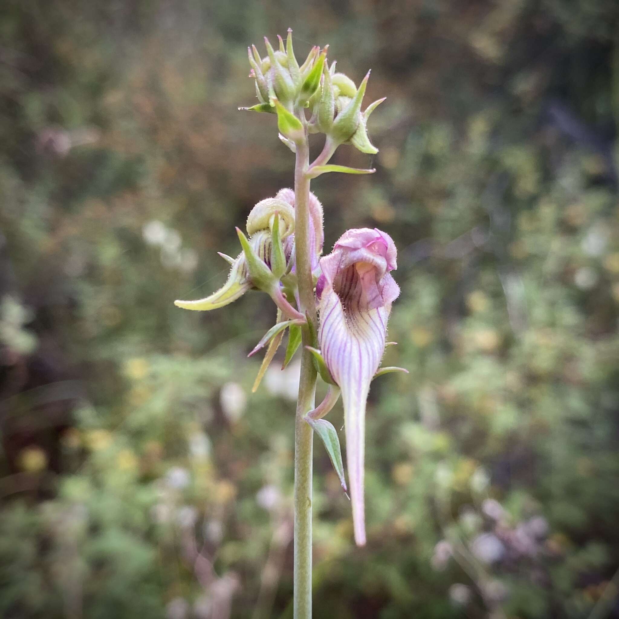 صورة Linaria triornithophora (L.) Willd.