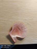 Azumapecten farreri (Jones & Preston 1904) resmi