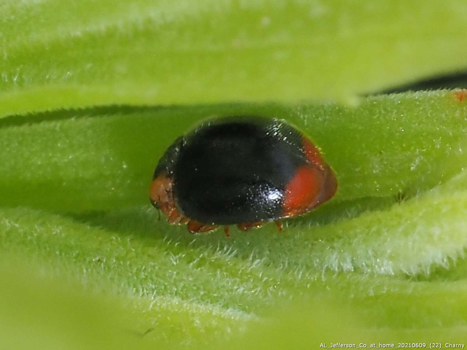 Image of Scymnus (Pullus) louisianae J. Chapin 1973