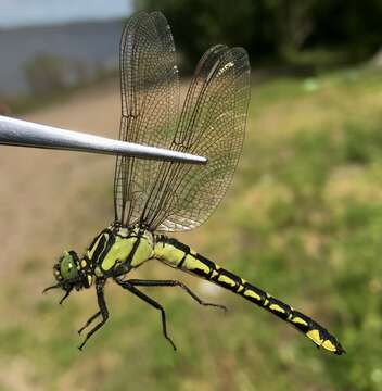 صورة Shaogomphus Chao 1984