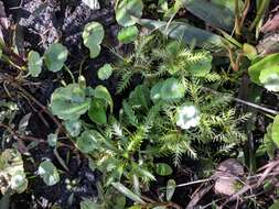 Image of Comb-Leaf Mermaidweed