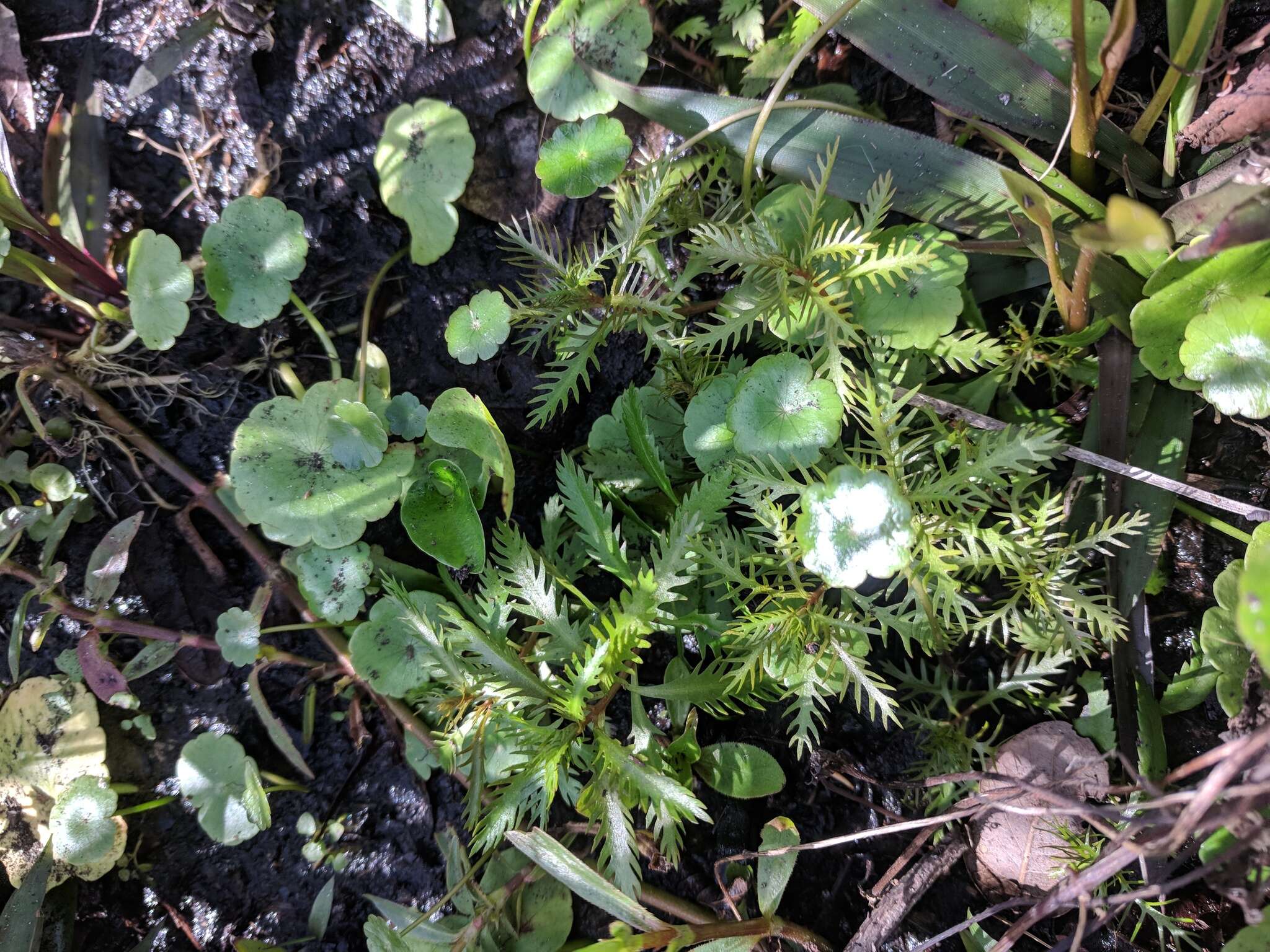 Image of Comb-Leaf Mermaidweed