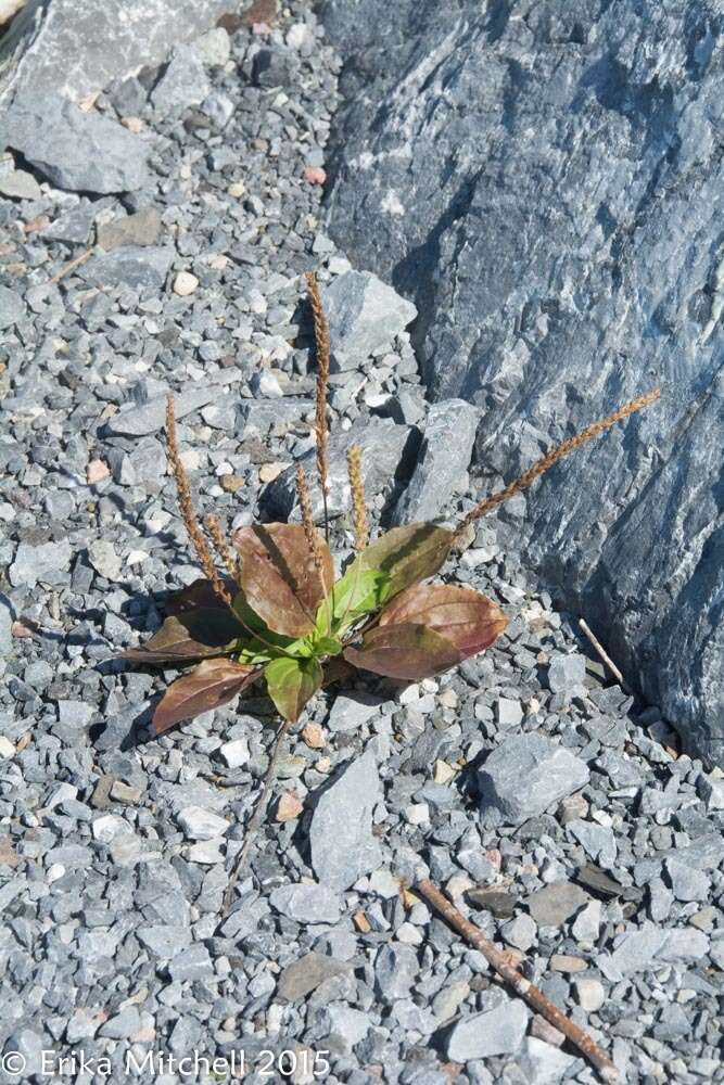 Plancia ëd Plantago maior