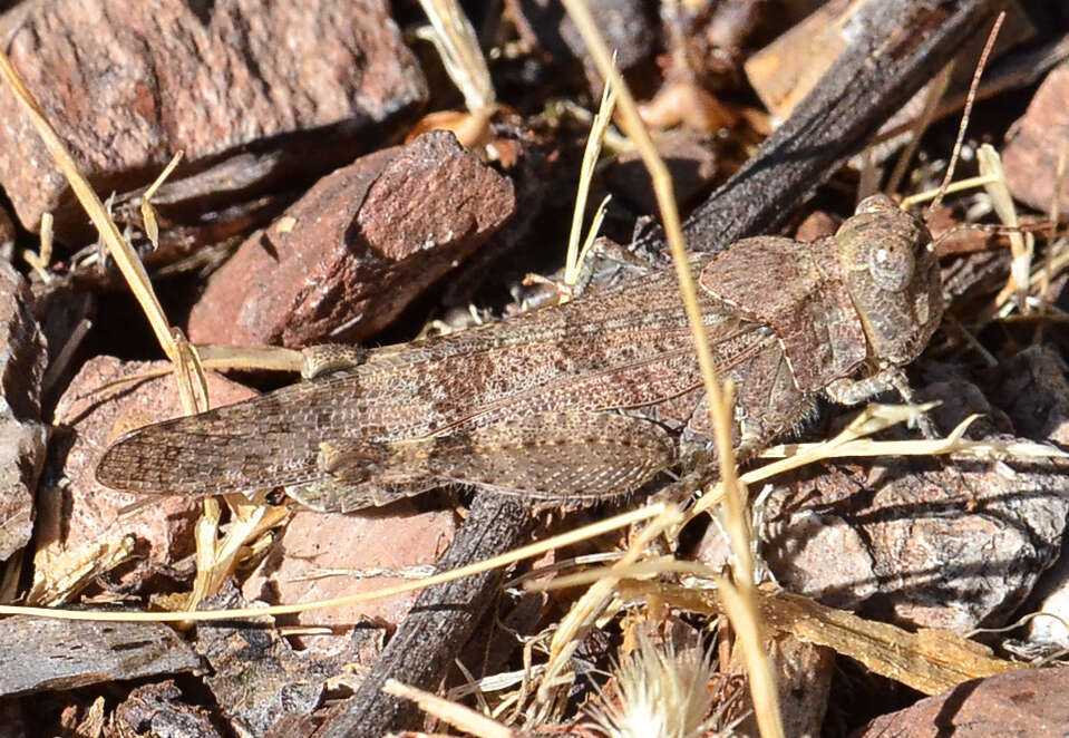 Trimerotropis occidentalis (Bruner & L. 1889) resmi