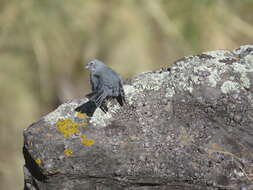 صورة Geospizopsis unicolor (d'Orbigny & Lafresnaye 1837)