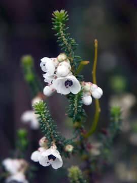 Image of Erica corydalis Salisb.