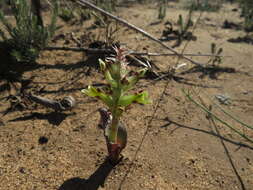 Image of Lachenalia marginata subsp. marginata