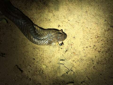 Image of Egyptian Cobra