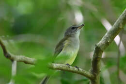 Слика од Pachycephala simplex Gould 1843