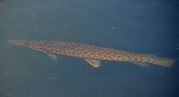 Image of Florida Gar