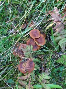 Image of Cortinarius croceus (Schaeff.) Gray 1821