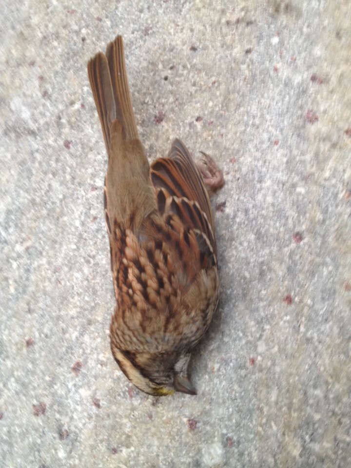 Image of White-throated Sparrow