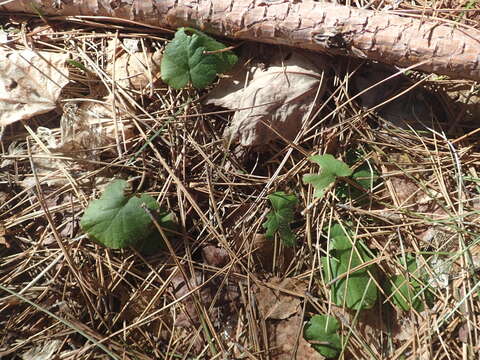 Image de Epigaea repens L.