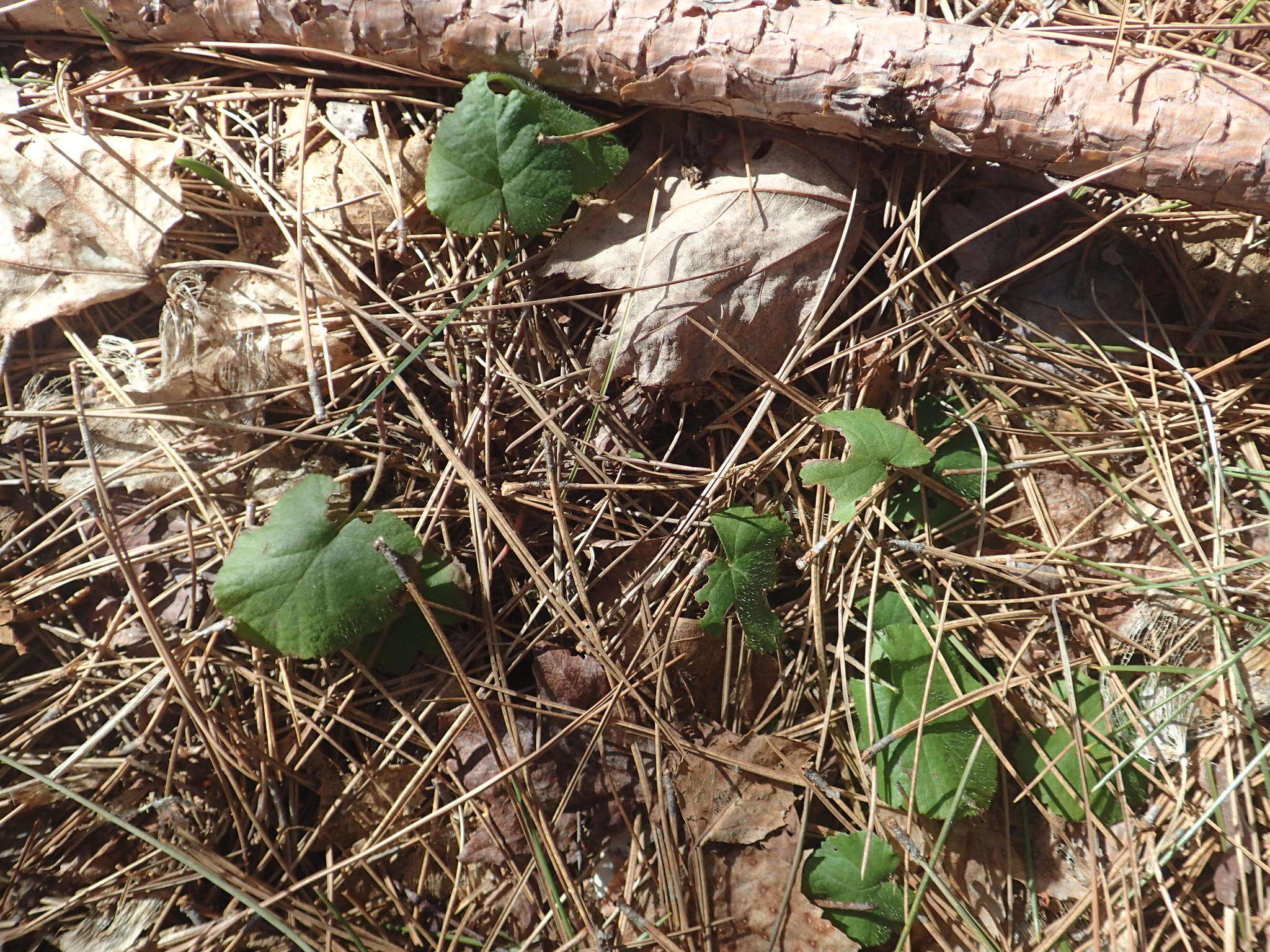 Sivun Epigaea repens L. kuva