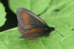 Image of Eriphyle Ringlet