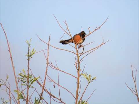 Image of Pipilo erythrophthalmus alleni Coues 1871