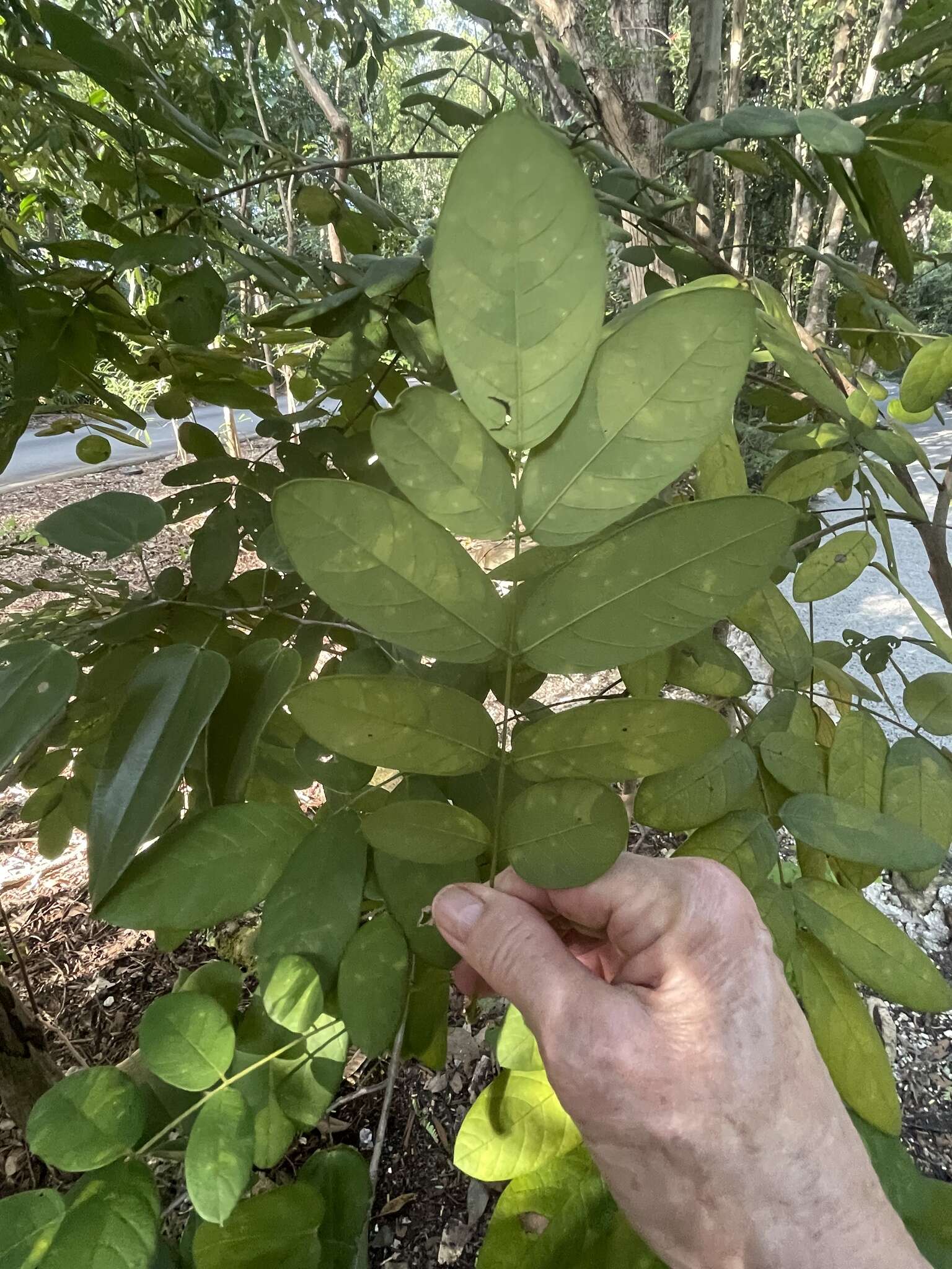 Image of Bauhinia jenningsii P. Wilson