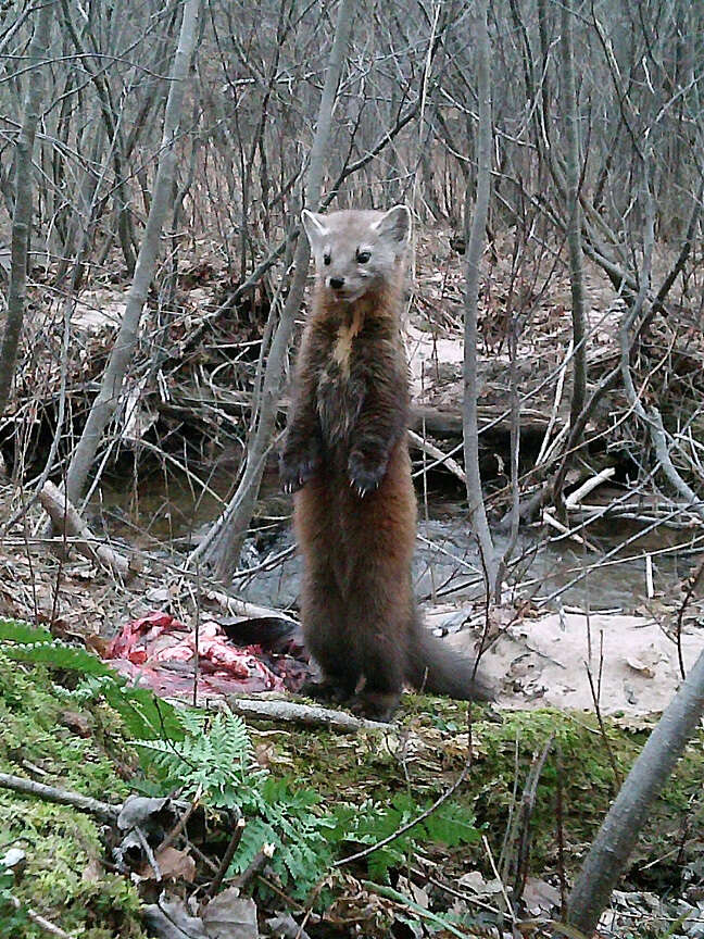 Image of American Marten