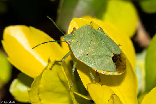 Слика од <i>Chinavia impicticornis</i>