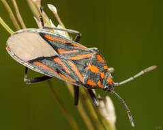 Image de Spilostethus lemniscatus (Stal & C. 1855)