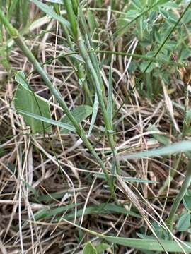 صورة Dianthus pontederae A. Kerner