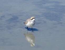 Image of Puna Plover