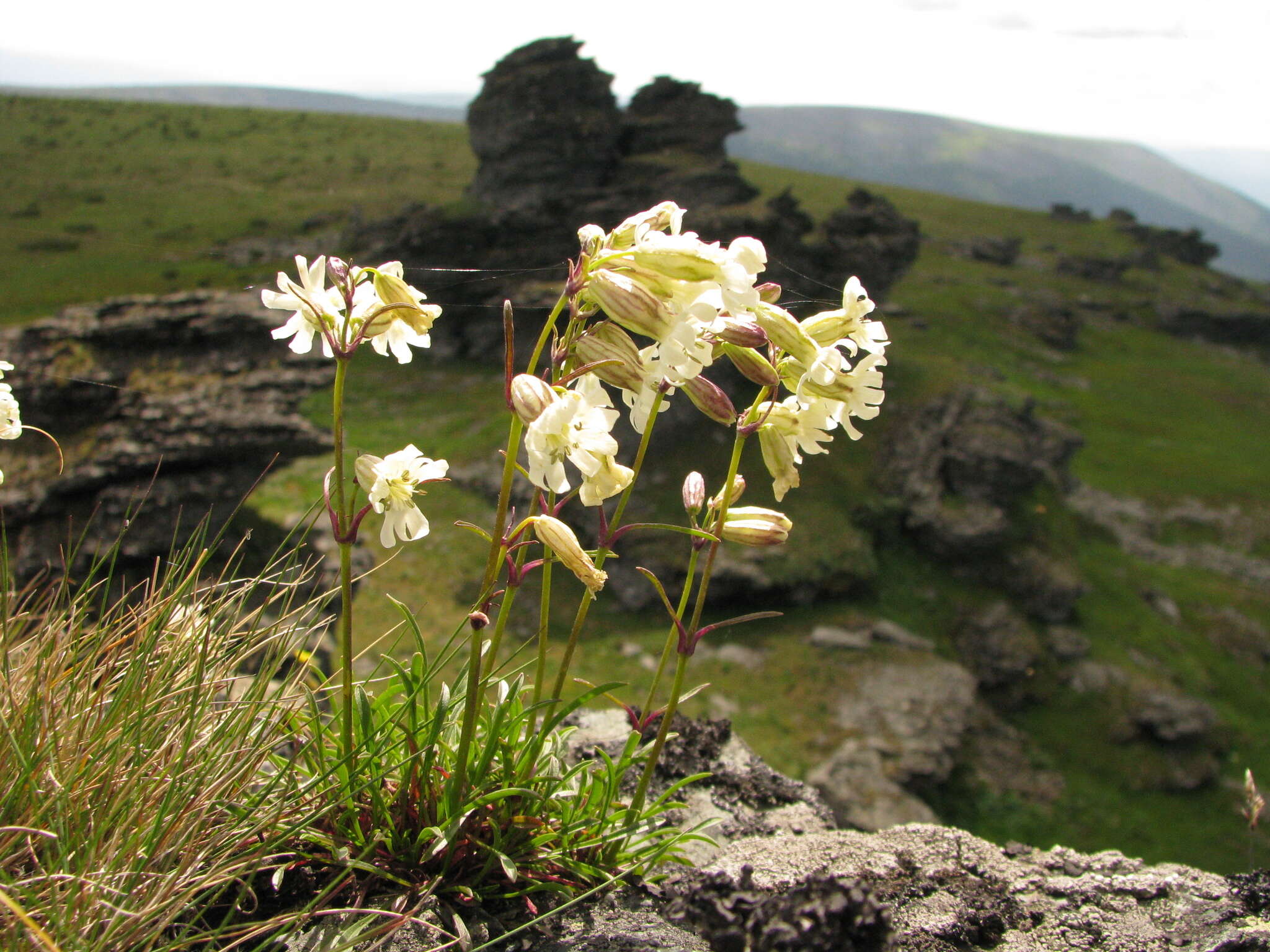 Image of Silene paucifolia Ledeb.