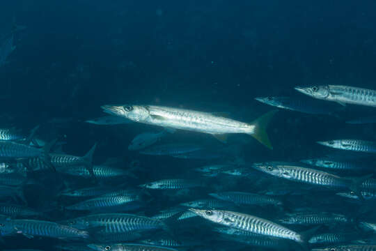 Image of Jello barracuda